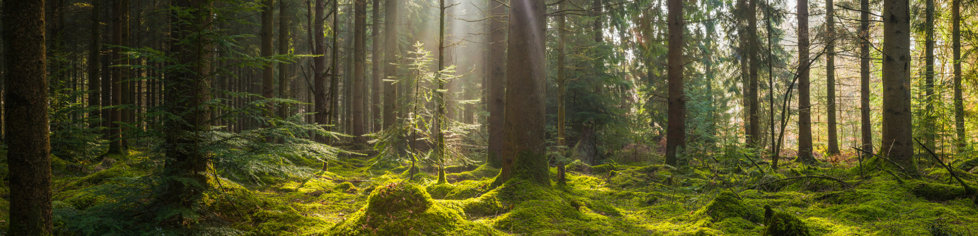 Wald, Nachhaltigkeit, Energiesparen